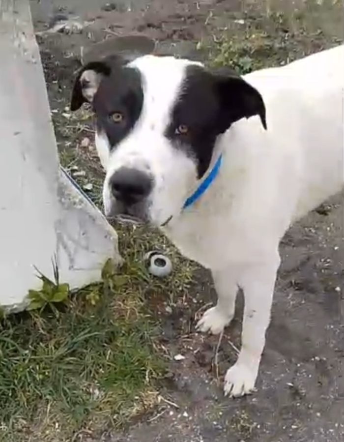 Jack mix molossino 1anno mollato cucciolo in spiaggia..lo han portato in canile..fine libertà!! SOS NAPOLI