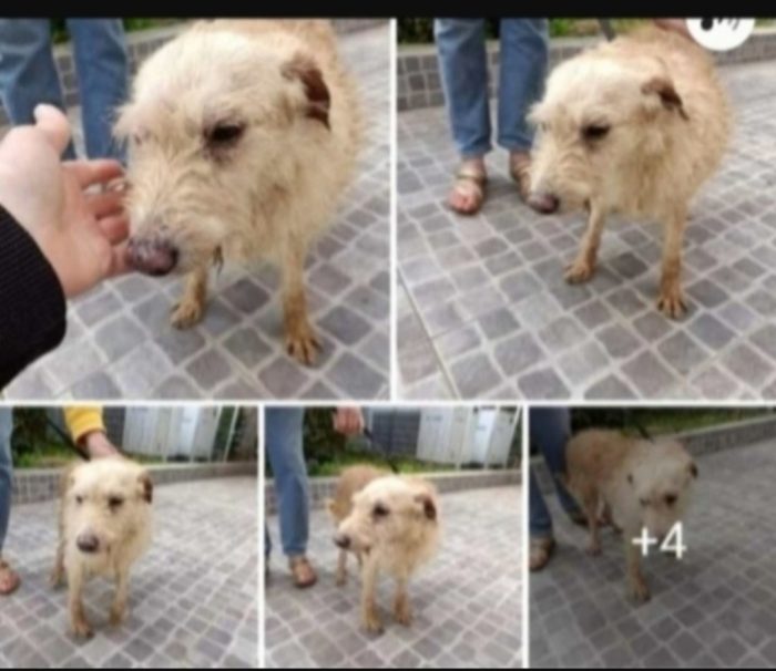 Spillo piccolo ed anziano ADOZIONE SOLO IN SICILIA