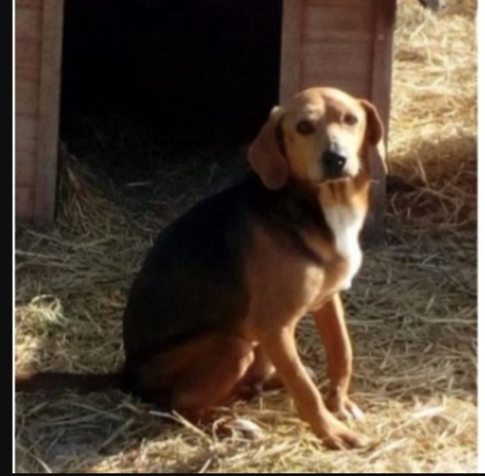 Jeff 7/8anni mix Beagle diamo 1possibilita' ad 1peloso sfortunato. MARCHE