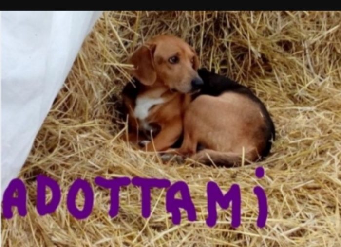Jeff 7/8anni mix Beagle diamo 1possibilita' ad 1peloso sfortunato. MARCHE