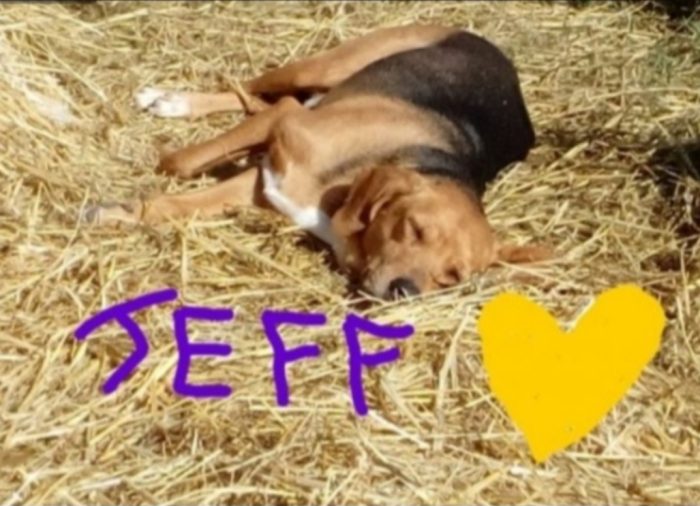 Jeff 7/8anni mix Beagle diamo 1possibilita' ad 1peloso sfortunato. MARCHE
