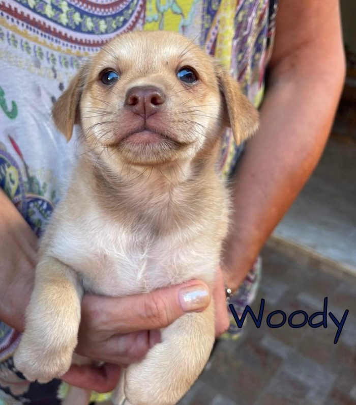 Woody e Axel cuccioli