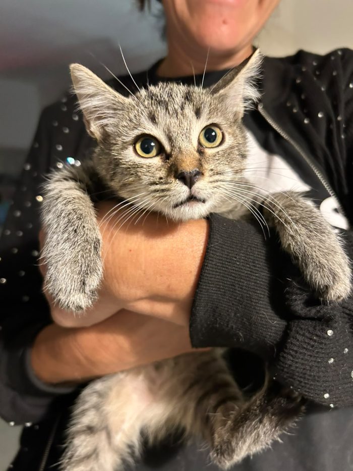 Luna la tigratina