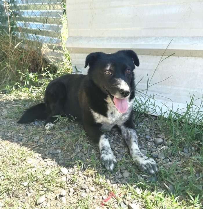 Sasha taglia piccola 10 kg 4 anni