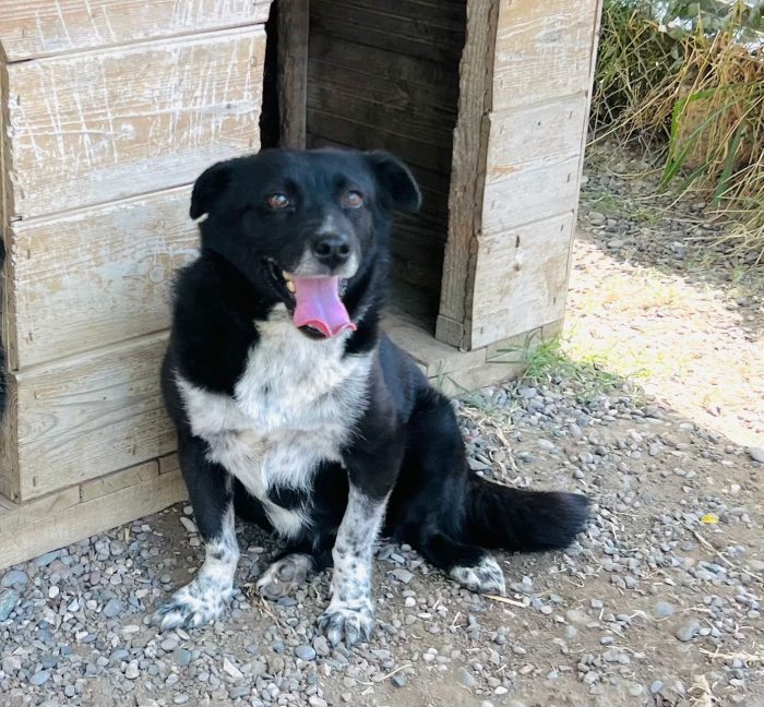 Sasha taglia piccola 10 kg 4 anni