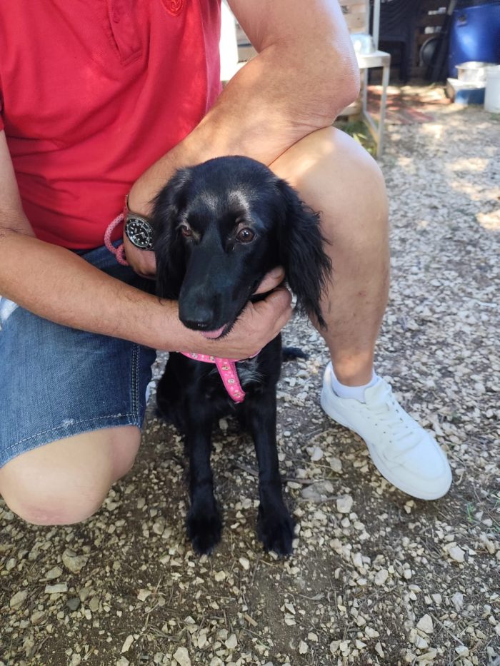 cucciola taglia medio piccola