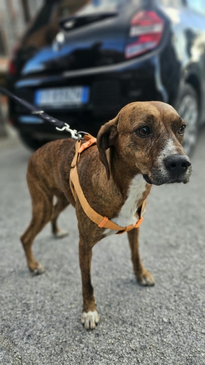 Luce: segugio maremmano dolcissima e socievole - media 4