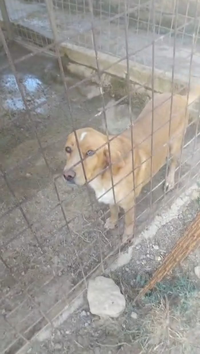💔 Camillo cerca disperatamente una famiglia