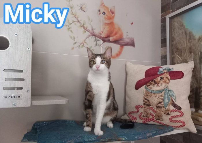 MICKY, tenero micino da adottare!