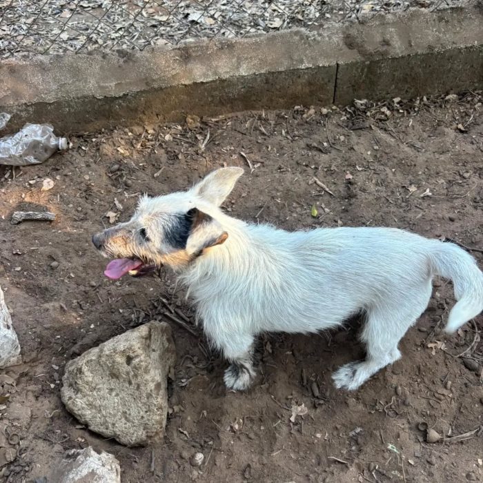 Ciack - jack russell a pelo duro cerca casa - in adozione a Latina