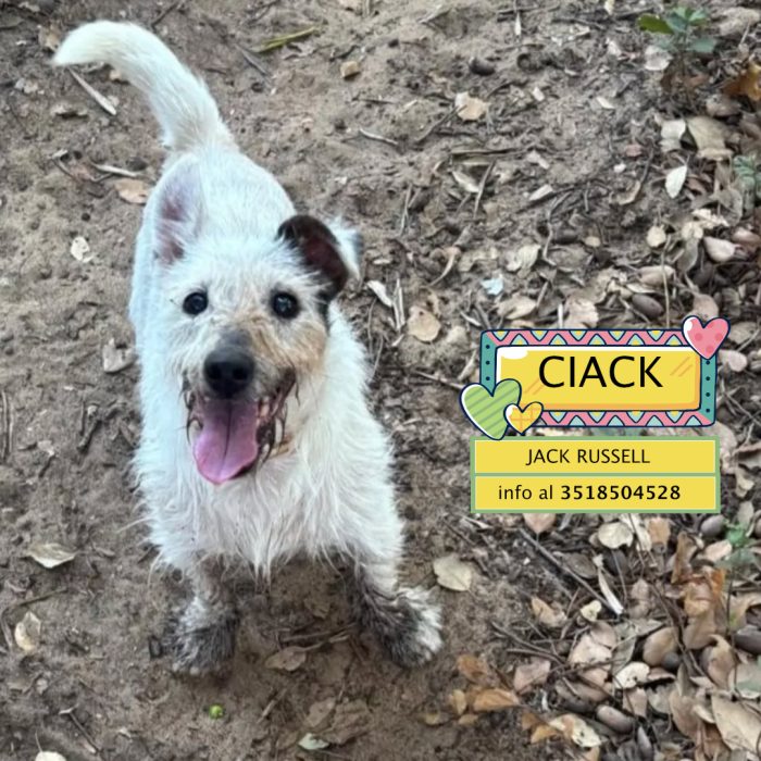 Ciack - jack russell a pelo duro cerca casa - in adozione a Latina