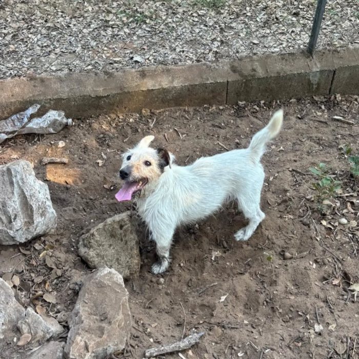 Ciack - jack russell a pelo duro cerca casa - in adozione a Latina