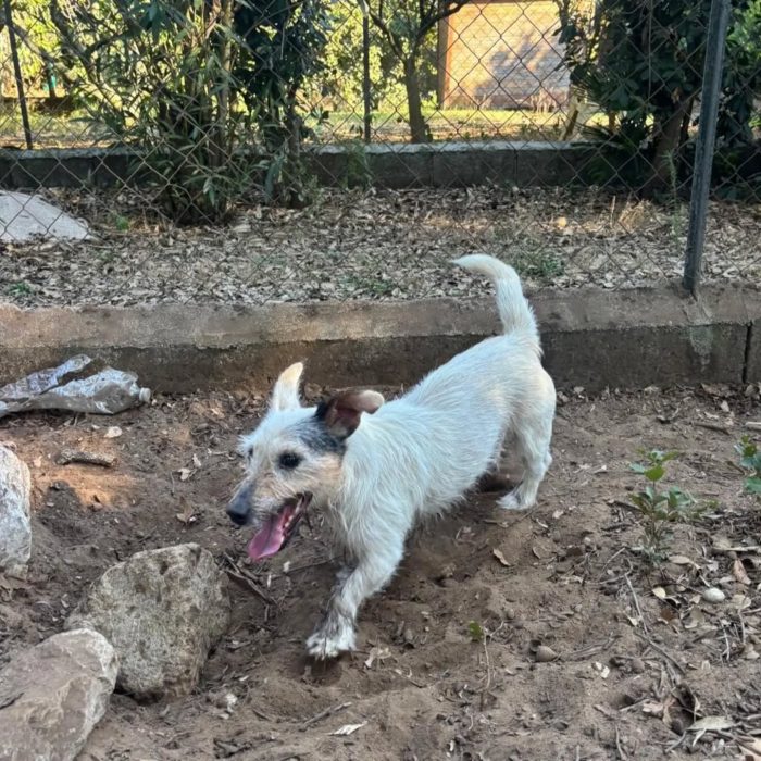 Ciack - jack russell a pelo duro cerca casa - in adozione a Latina - media 4