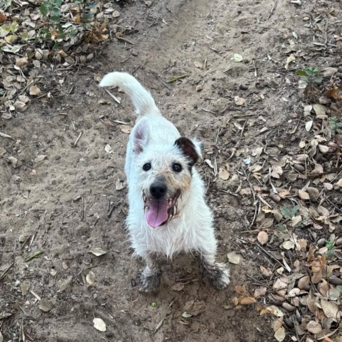 Ciack - jack russell a pelo duro cerca casa - in adozione a Latina - media 5