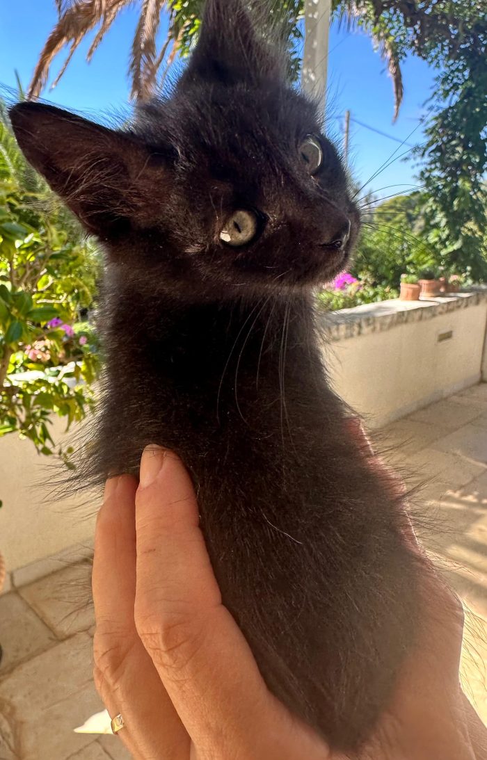 Dolce piccola Luna