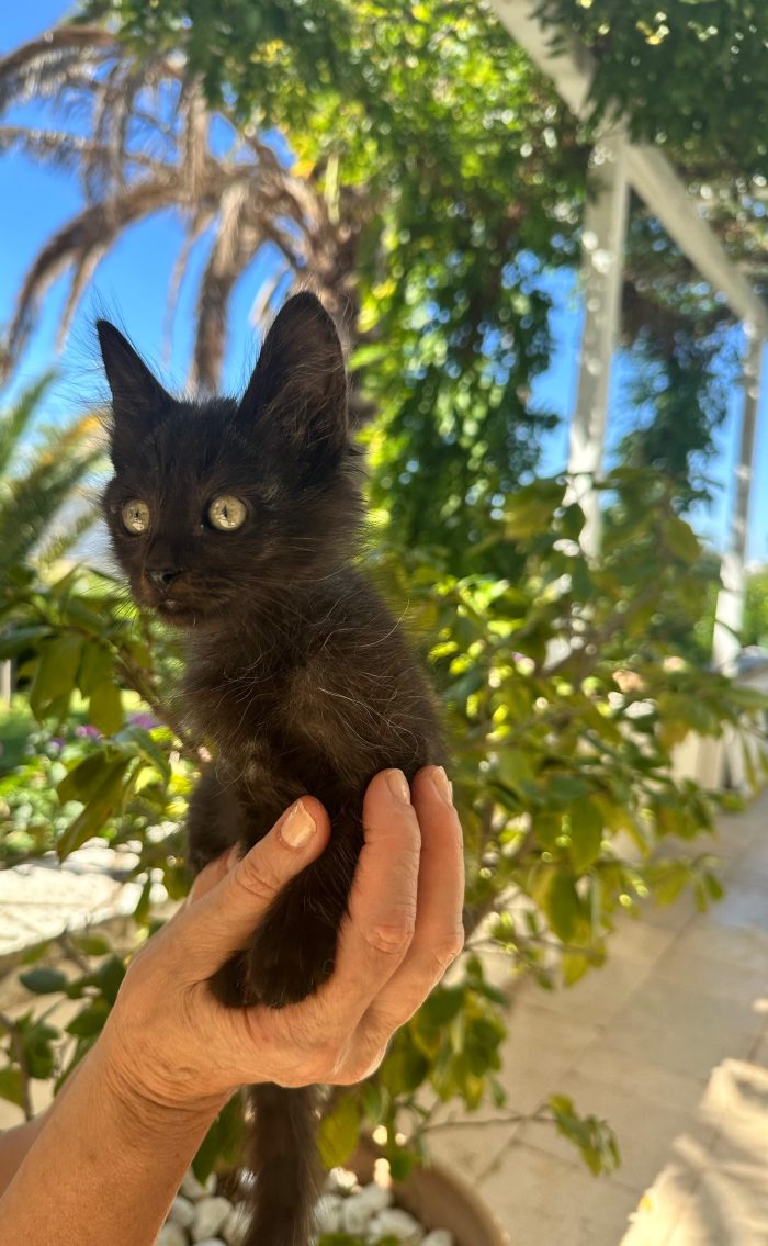 Dolce piccola Luna
