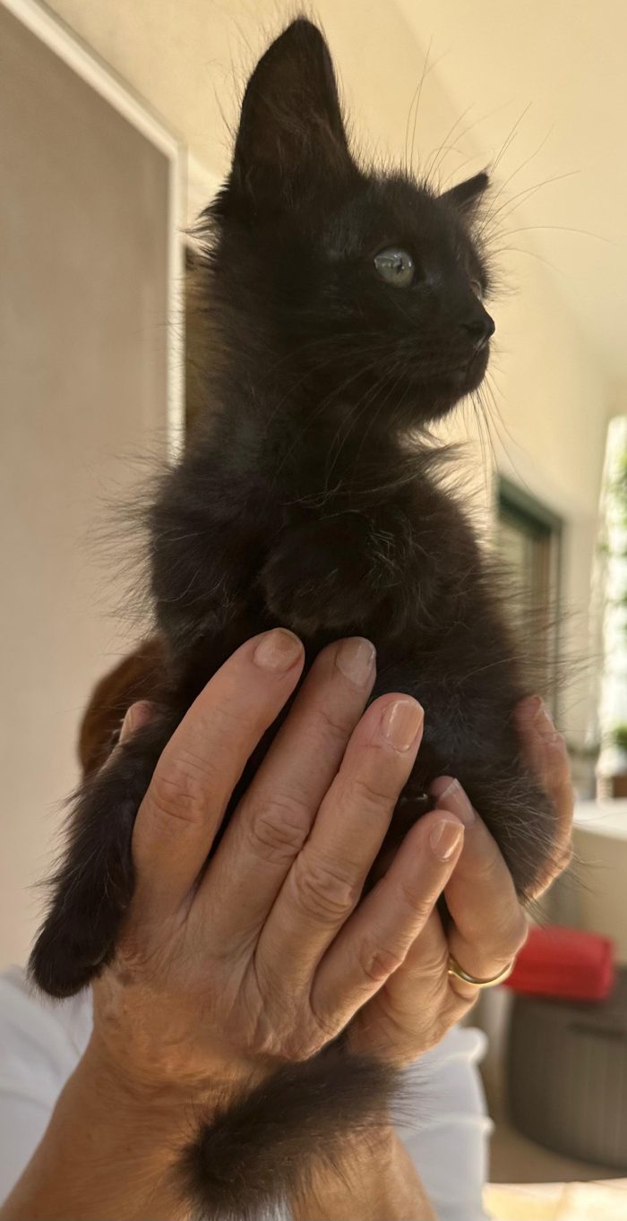 Dolce piccola Luna