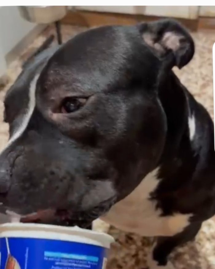 Amstaff/Bully 3anni SFIGATO SOS MIRACOLO..DISPERATO IN BOX.MANTOVA - media 7