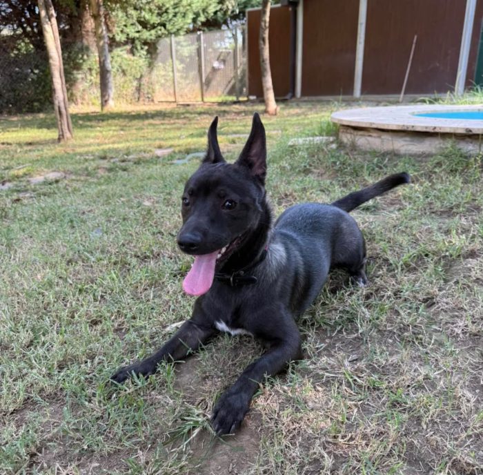Cuore splendido piccolo cagnolino cerca casa - media 4