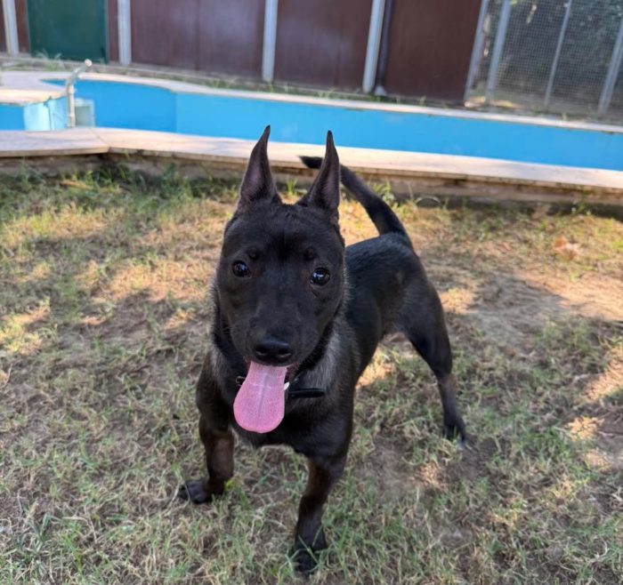 Cuore splendido piccolo cagnolino cerca casa - media 5