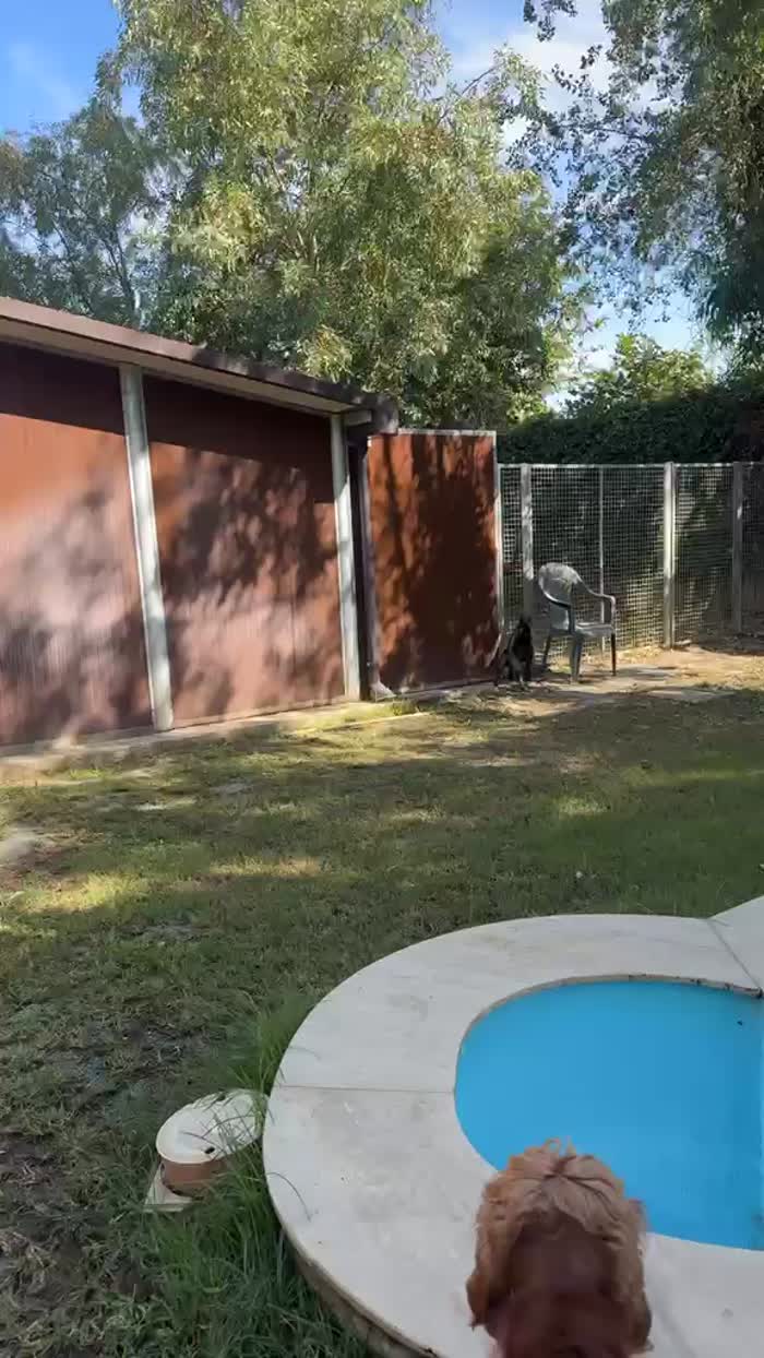 Cuore splendido piccolo cagnolino cerca casa - media 6