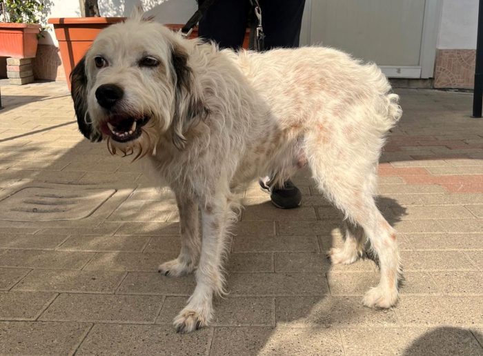BIANCO TENERO SPINONE