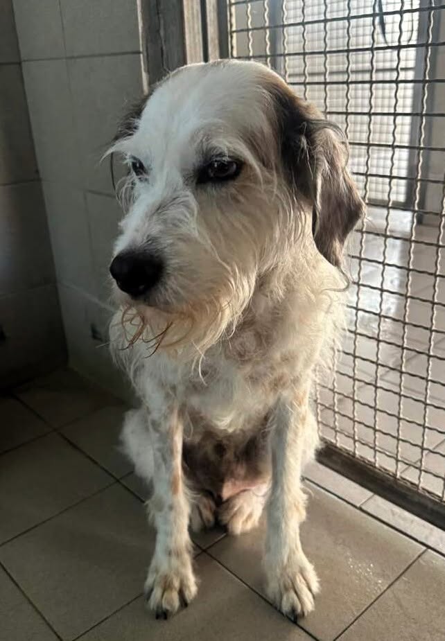 BIANCO TENERO SPINONE