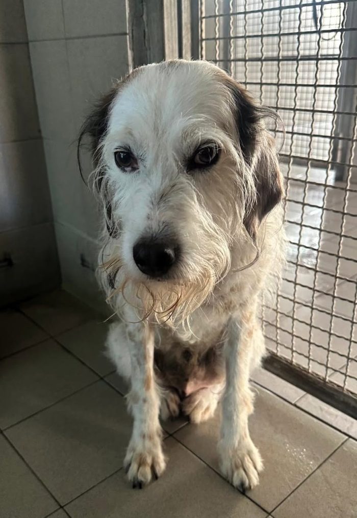BIANCO TENERO SPINONE - media 5