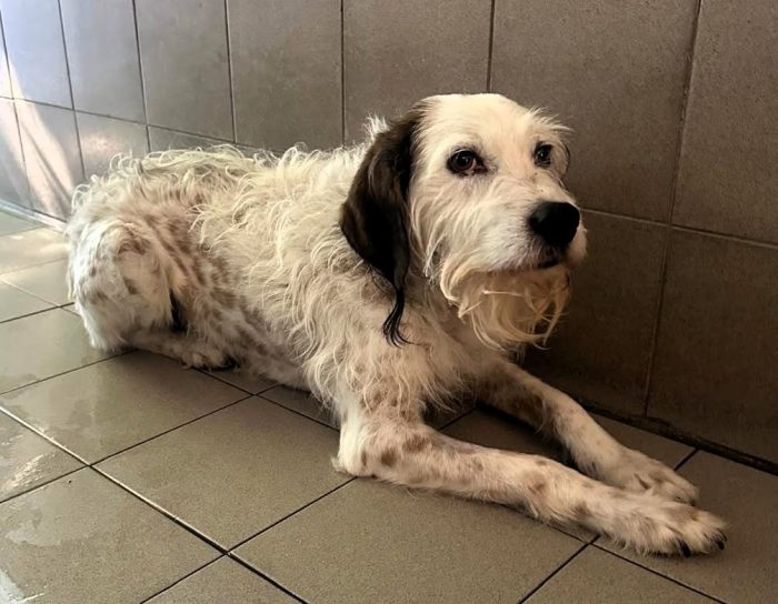 BIANCO TENERO SPINONE