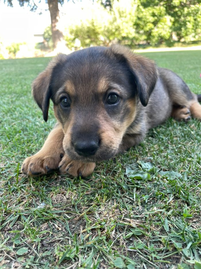 3 giovani cuccioli cercano casa