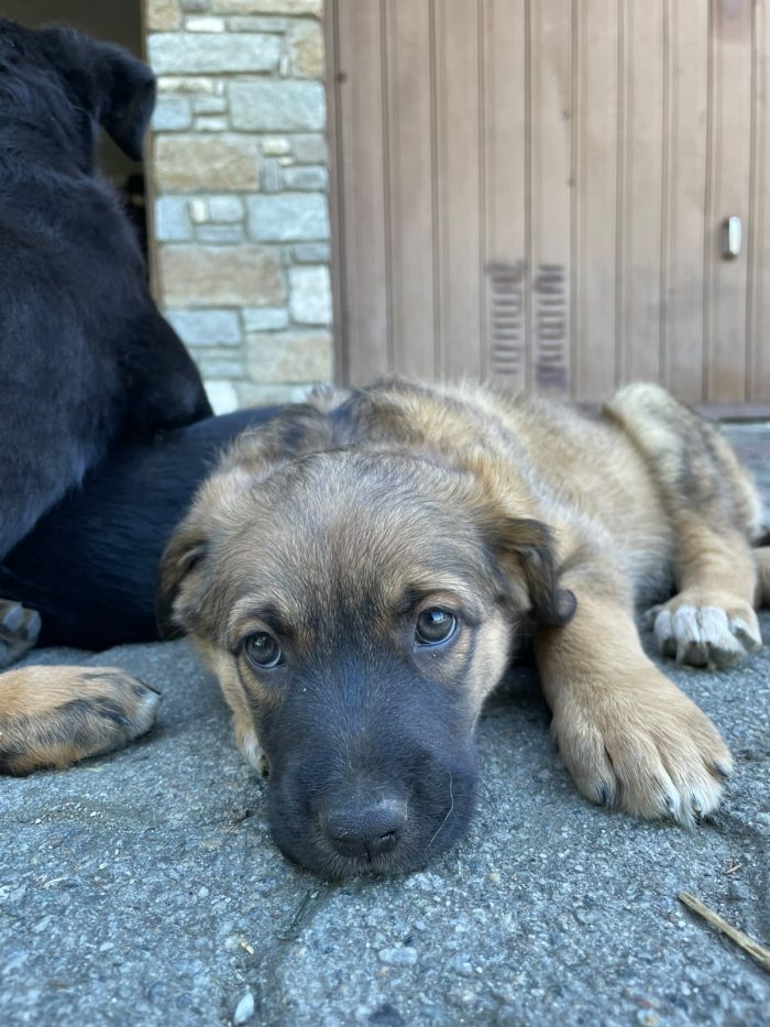 3 giovani cuccioli cercano casa