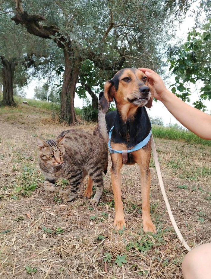 Tredici cerca casa ❤