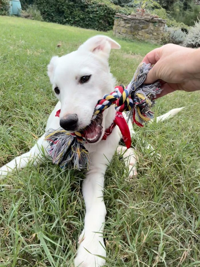 Il piccolo Ben❤️cerca casa 🏡 - media 9