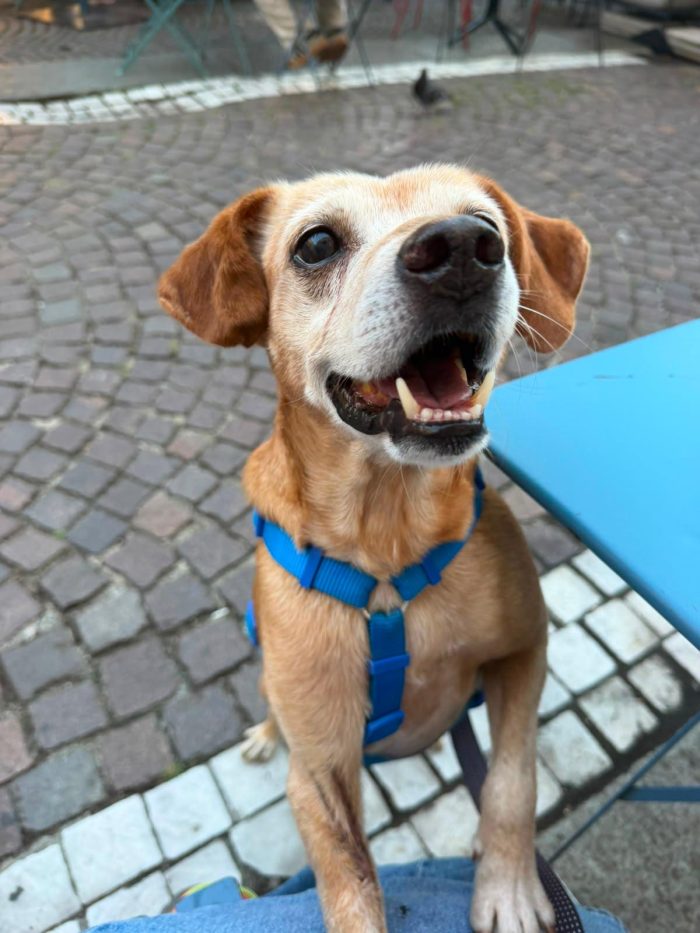 Whisky, taglia medio piccola - 10 anni di vitalità - media 5