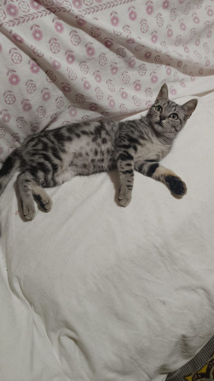 🌸 Cerca Casa: La Dolcissima Sakura! 🐾