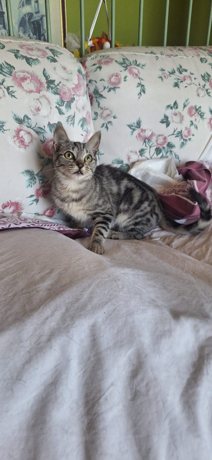 🌸 Cerca Casa: La Dolcissima Sakura! 🐾