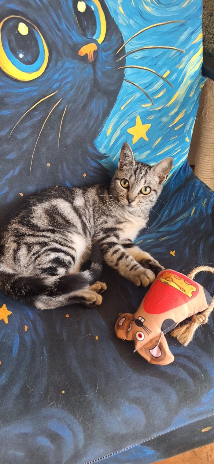 🌸 Cerca Casa: La Dolcissima Sakura! 🐾