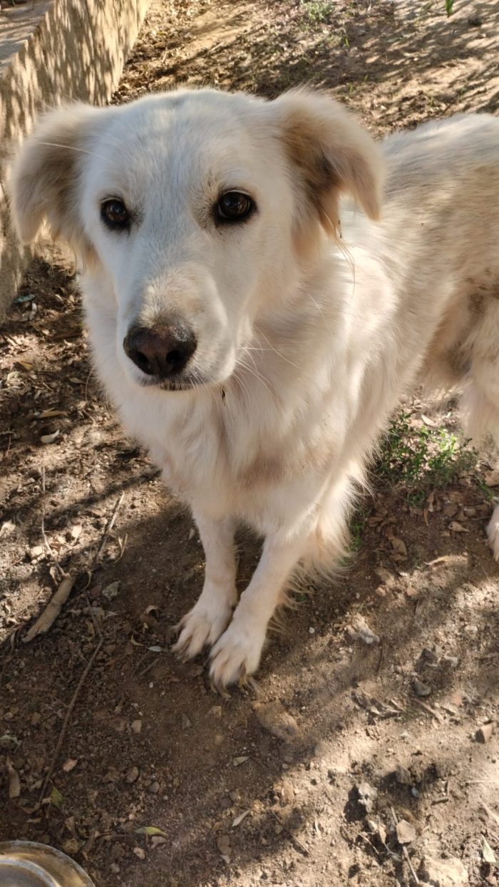 Sveva splendida dolce cagnolina in canile cerca casa