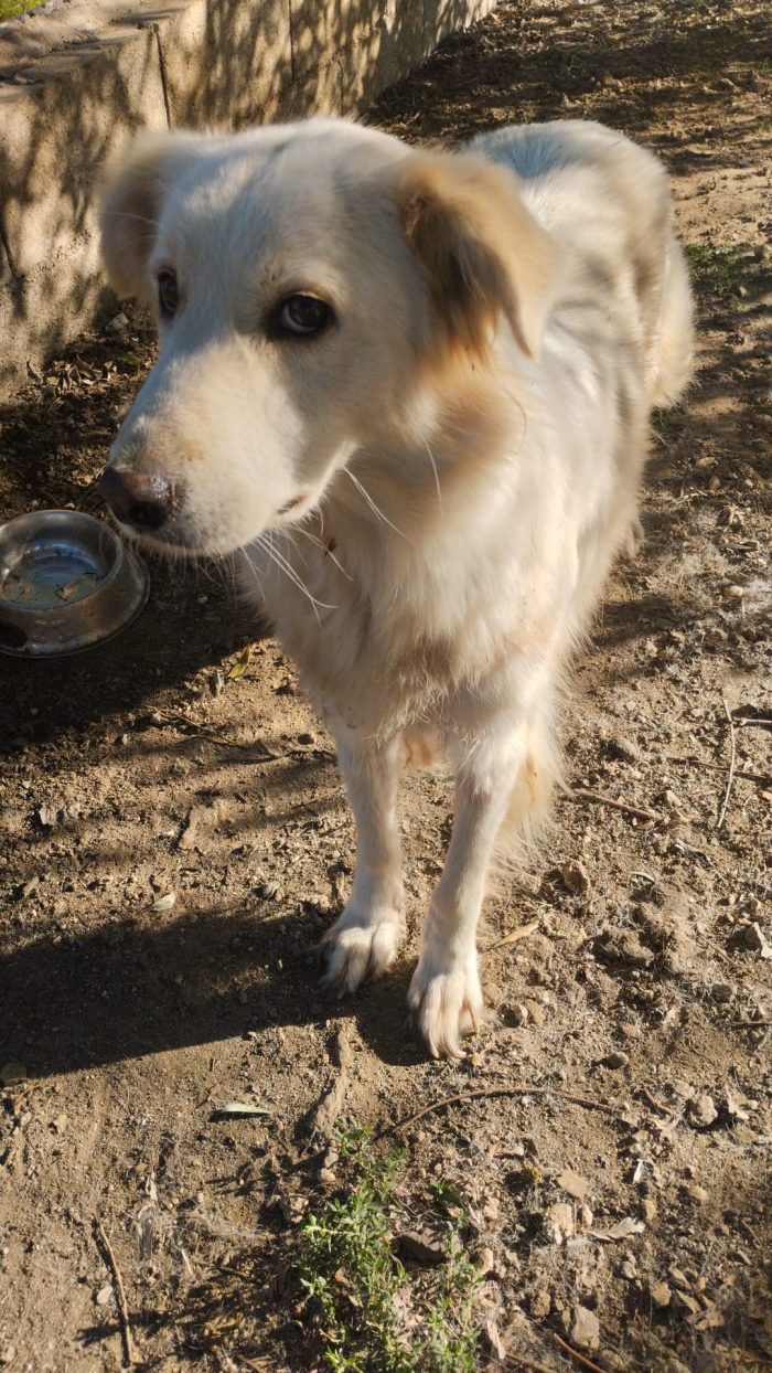 Sveva splendida dolce cagnolina in canile cerca casa - media 4