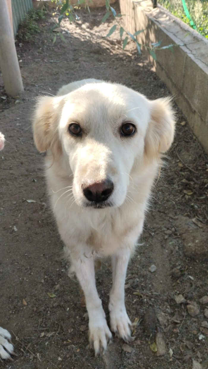 Sveva splendida dolce cagnolina in canile cerca casa - media 6