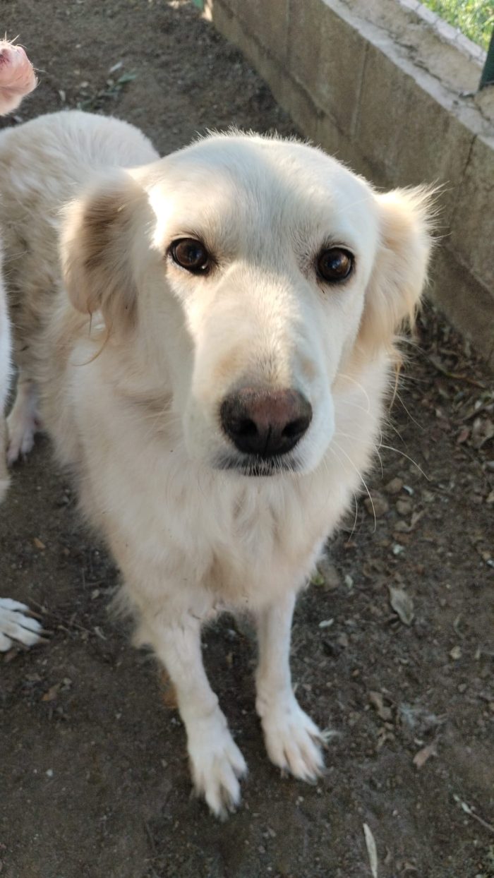 Sveva splendida dolce cagnolina in canile cerca casa - media 5