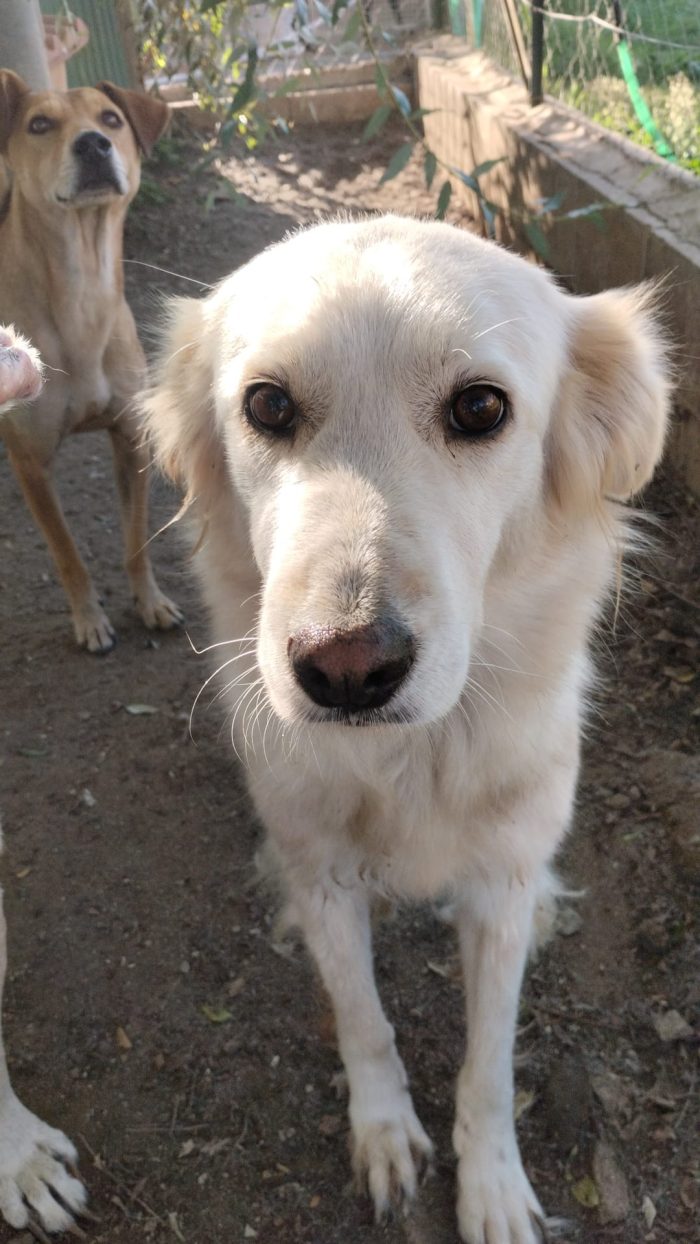 Sveva splendida dolce cagnolina in canile cerca casa - media 7