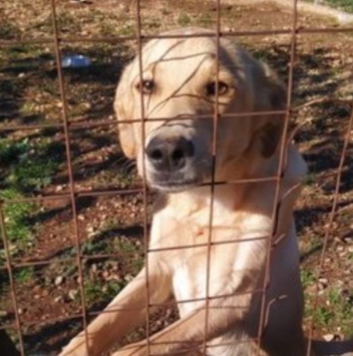 Speck 2anni,dopo 1anno di recinto è finito in canile.COSENZA
