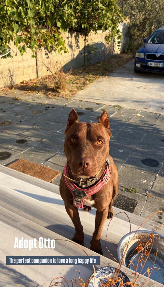 Otto is searching for a home