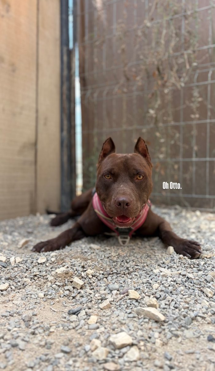 Otto is searching for a home