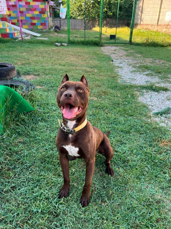 Otto is searching for a home - media 5
