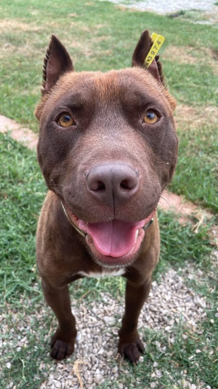 Otto is searching for a home - media 4