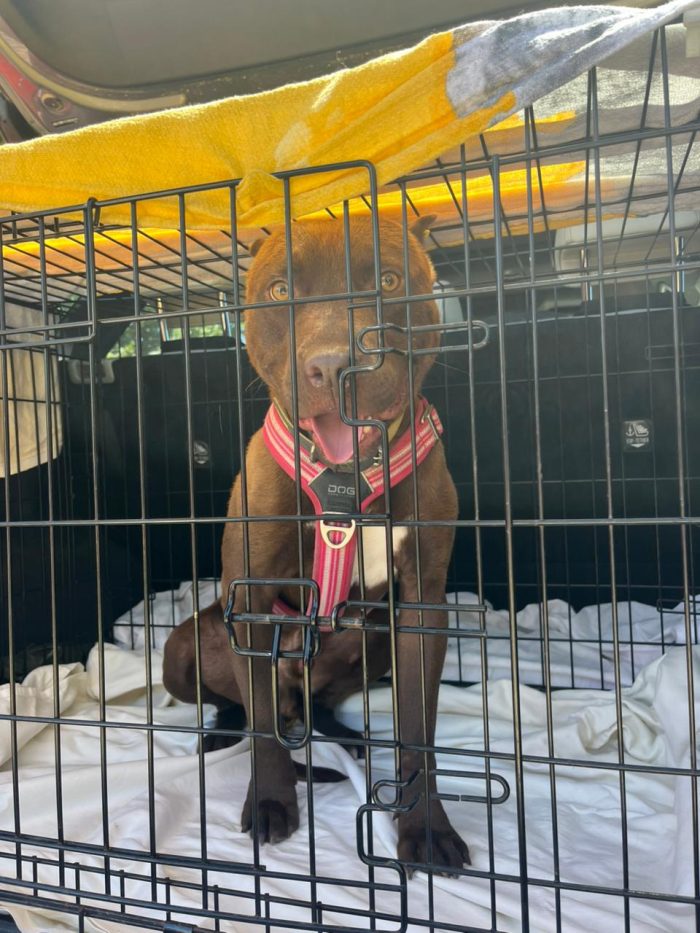 Otto is searching for a home - media 6