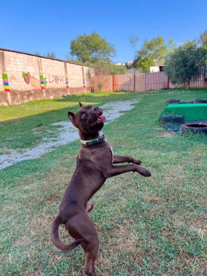 Otto is searching for a home