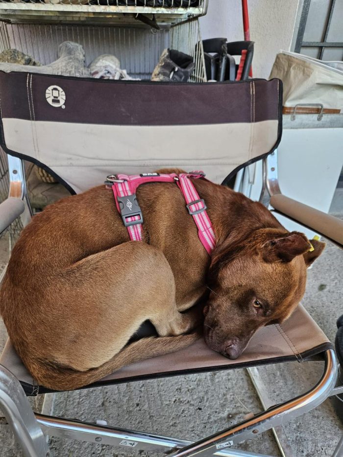 Otto is searching for a home - media 10